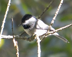 Poecile sclateri