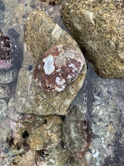Haliotis rufescens