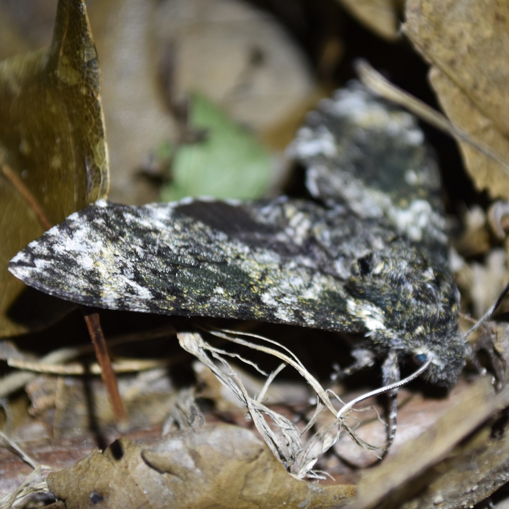 Pawpaw Sphinx from Garland, TX, USA on July 22, 2023 at 08:59 PM by ...