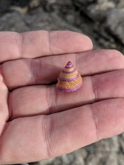 Calliostoma annulatum