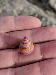 Calliostoma annulatum