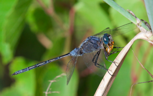 Long Skimmer