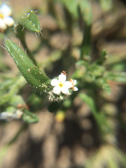 Cryptantha leiocarpa