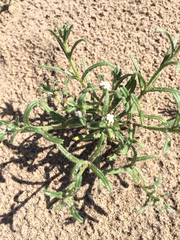 Cryptantha leiocarpa