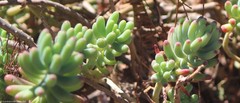 Sedum pachyphyllum