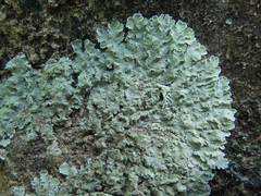 Physcia atrostriata