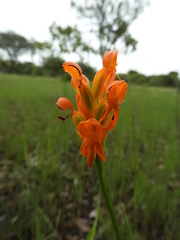Platycoryne guingangae