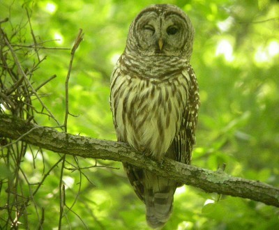 Barred Owl photographed in New Jersey