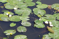 Nymphaea candida