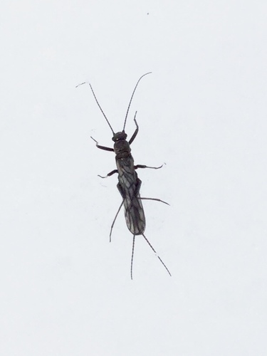 iNaturalist observation photo of Small Winter Stoneflies
