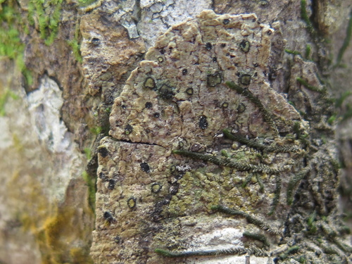 Representative image of Opegraphaceae