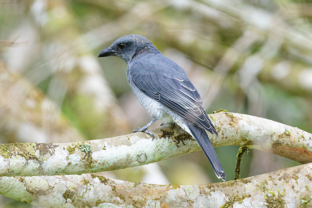 Malayan Cuckooshrike photo