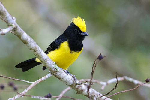 Melanochlora sultanea (Hodgson, 1837)