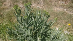 Senecio gunnii