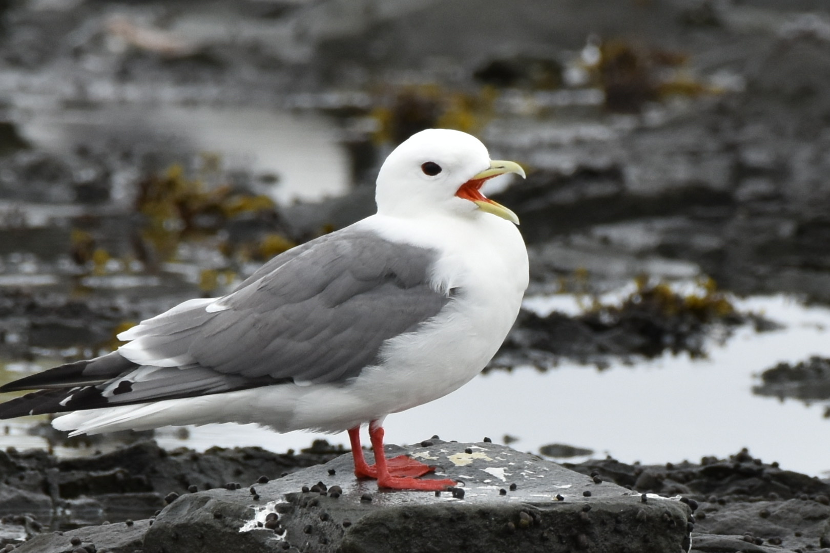 Red-legged Kittiwake (Rissa brevirostris), photo 10