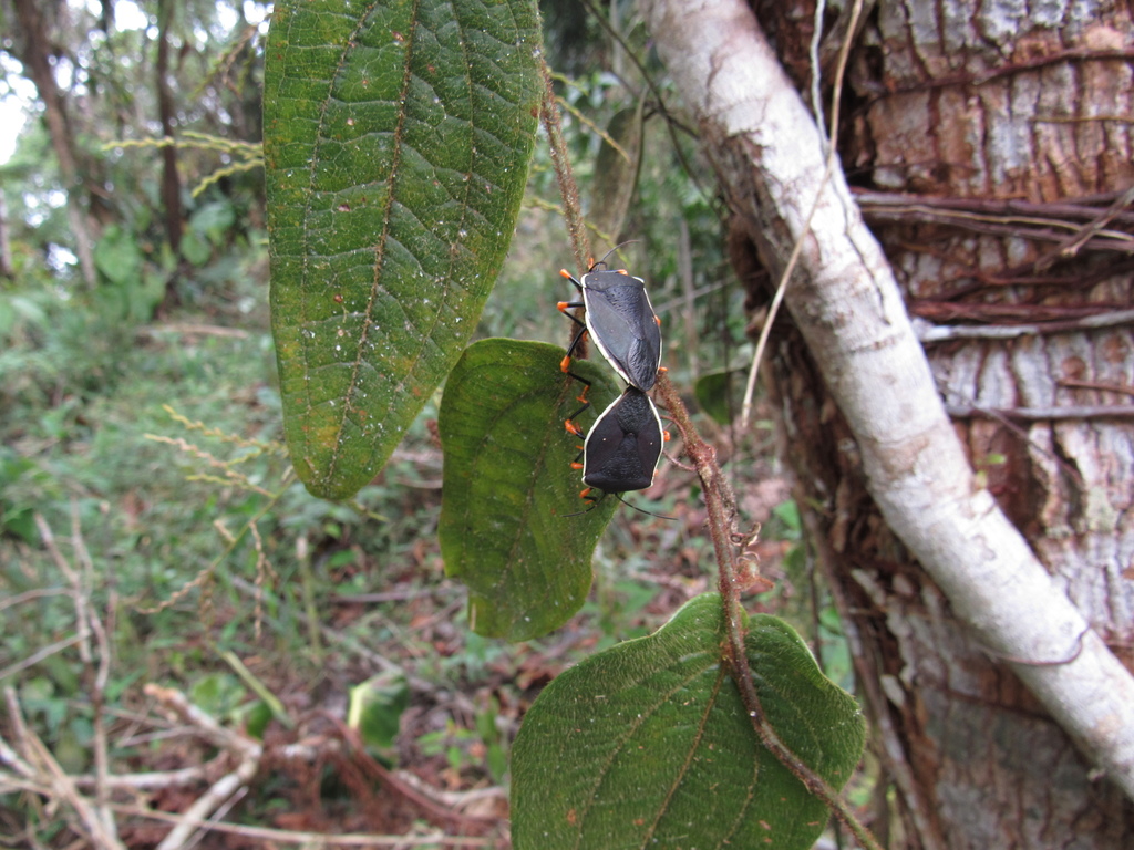 Brachystethus coxalis