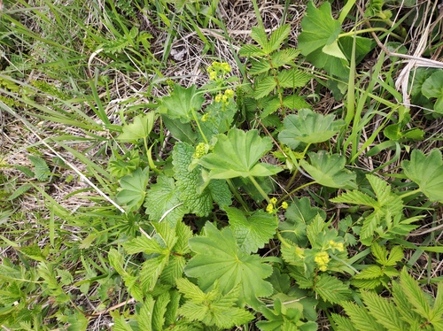 Alchemilla microdonta