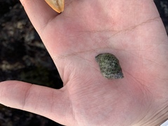 Acanthinucella punctulata