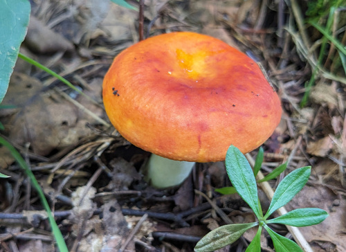 観察された菌類