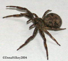 Bassaniana utahensis