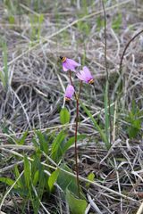 Primula fassettii