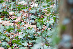 Phylloscopus collybita