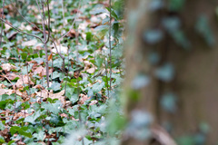 Phylloscopus collybita