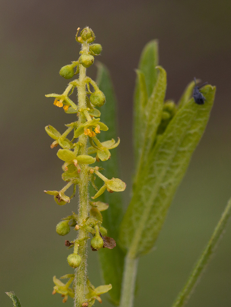 Tragia mazoensis