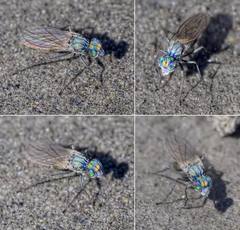 Eucoryphus coeruleus