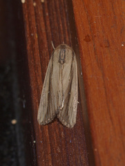 Leucania stenographa