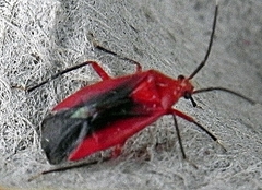 Coccobaphes frontifer