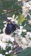 Xylocopa grisescens