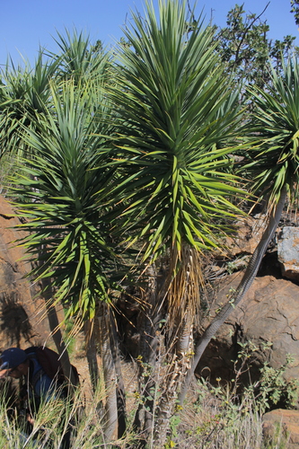 Dracaena ellenbeckiana image