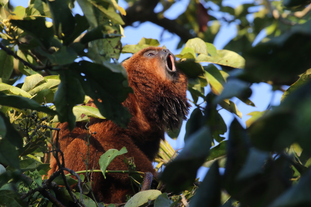 Southern Brown Howler