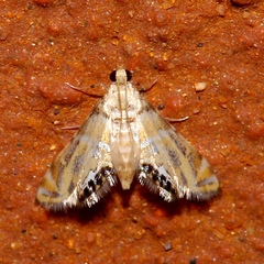 Petrophila