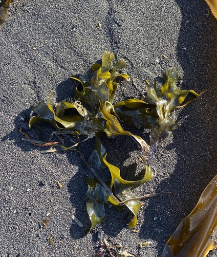Fucus evanescens observed 2023-07-14