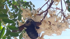 Xylocopa grisescens
