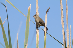 Sporophila torqueola