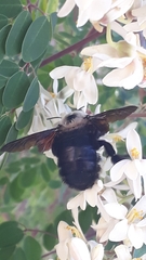 Xylocopa grisescens