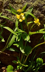 Ranunculus inamoenus