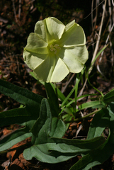 Image of Merremia xanthophylla