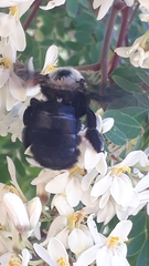 Xylocopa grisescens