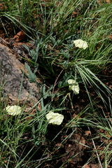 Merremia xanthophylla image