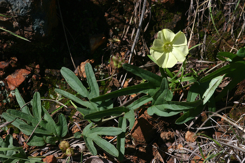 Merremia xanthophylla image
