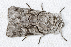 Sympistis chionanthi
