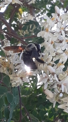 Xylocopa grisescens