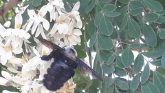 Xylocopa grisescens