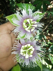 Passiflora mayarum