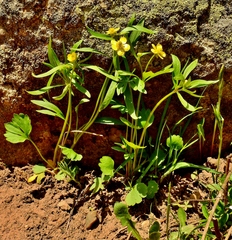Ranunculus inamoenus