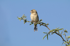 Sporophila torqueola
